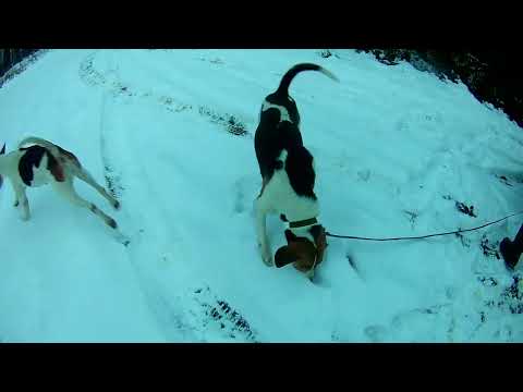 Видео: пред новогодний заяц. охота на лису зайца. всех с наступающим. мр 155