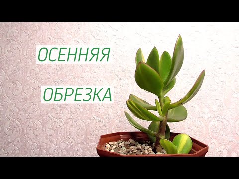 Видео: Денежное дерево Толстянка Осенняя обрезка денежного дерева
