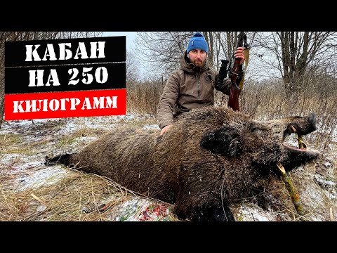 Видео: Охота на кабана/Добыли монстра