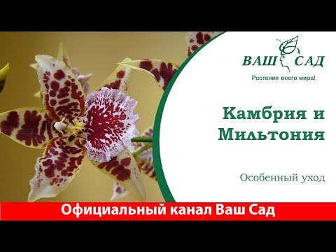 Видео: Особенности ухода за орхидеей: Камбрия и Мильтония. Ваш сад