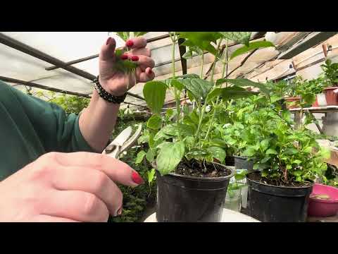 Видео: Как сделать искусственно куст старше и сдвинуть цветение. Перетянутые гортензии, убираем высоту