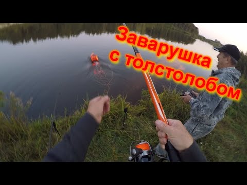 Видео: Заварушка с толстолобом