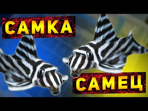 Видео: Как отличить самку от самца Л - СОМОВ!