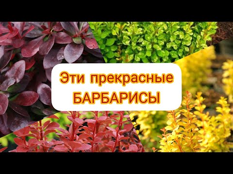 Видео: Барбарис. Кустарник для ленивых и очень занятых. Моя маленькая коллекция.