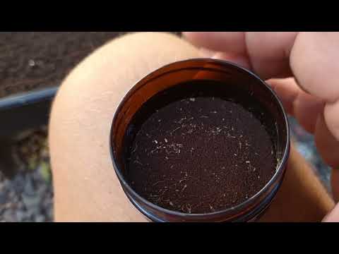 Видео: Первые посевы цветов на 2025г ( семена самосбор) Кальциолярия к 8 марта.