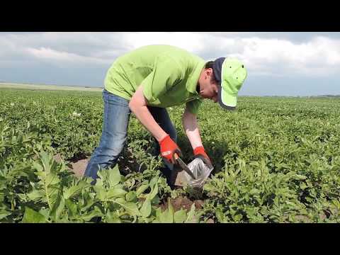Видео: Технология возделывания картофеля. 6 серия (Нематоды)