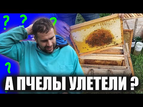Видео: Пчелы исчезли. Осенний слет пчел главная причина