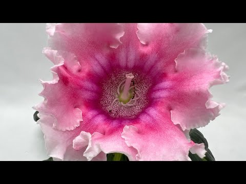 Видео: Холодно, надо двигаться с цветами