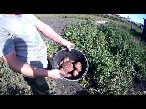 Видео: Семена картошки из интернет магазинов.Добро или зло?Делимся опытом.