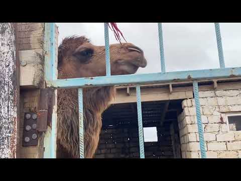 Видео: Видео түсіру оңай деп кім айтты😁😌Менің бауырсағым видео түсіріп тұр❤️‍🔥