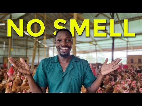 Видео: Откройте для себя главный секрет свежей курятники без запаха!