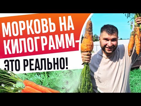 Видео: МОРКОВЬ по 500 грамм КАЖДАЯ без ПРОПОЛКИ и прореживания! Как ПОСЕЯТЬ МОРКОВЬ для хорошего урожая!