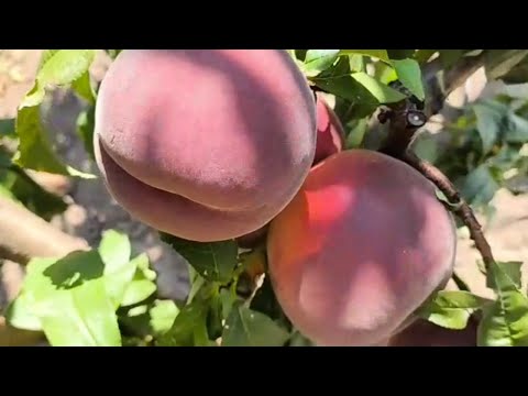 Видео: Персик Роял Лі. Peach Royal Lee. Дуже смачний, крупний, гарний окрас!