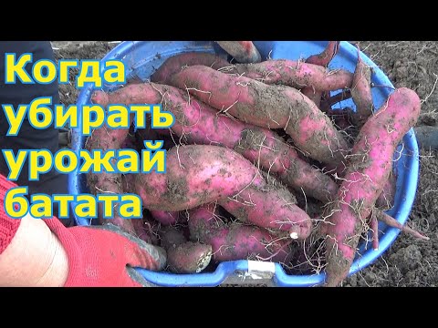 Видео: Батат выращенный на черном спанбонде Когда и как выкапывать батат (сладкий картофель) в Подмосковье
