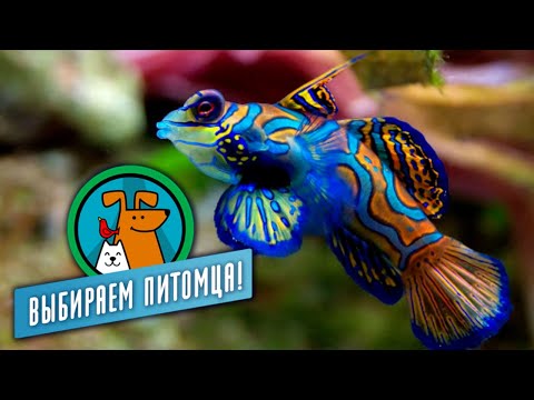 Видео: Аквариумные рыбки. Выбираем питомца @moyaplaneta