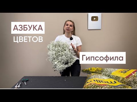 Видео: АЗБУКА ЦВЕТОВ. ГИПСОФИЛА