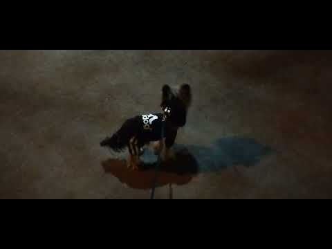 Видео: Харків Салтівка 7 ноября 2025 г. ДОБРОГО ВЕЧОРА 🌃🐕🙏