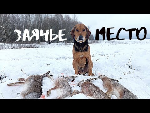 Видео: Добыли пять зайцев!!!! отличная охота по свежему снегу!
