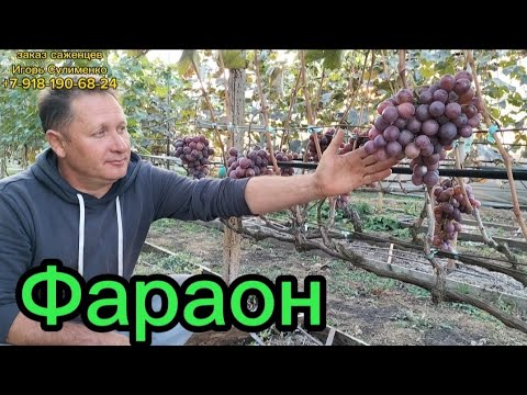 Видео: Фараон.