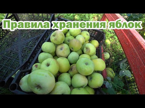 Видео: Правила хранения зимних яблок
