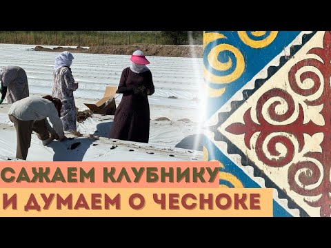 Видео: От клубники до чесночного бизнеса - две большие новости!