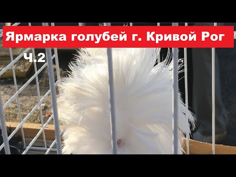 Видео: Ярмарка голубей, домашних и декоративных птиц г. Кривой Рог 30.09.2023. Часть 2