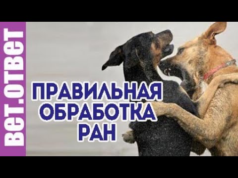 Видео: Почему важно правильно обработать раны от укусов.