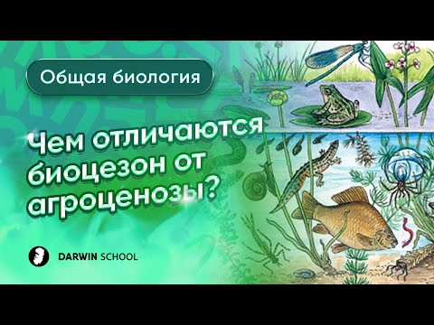 Видео: Чем отличаются биоцезон от агроценозы?