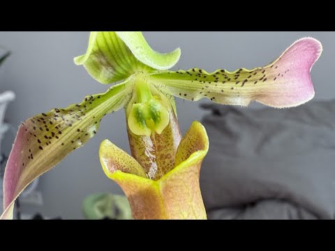 Видео: Милый жирафик 🥰Paph.appletonianum'Strub'SM/DOG, GM/Kultur/DOG#orchid #plants #paphiopedilums 