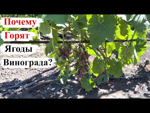 Видео: Почему ГОРЯТ и СОХНУТ Ягоды ВИНОГРАДА? Эксперимент!
