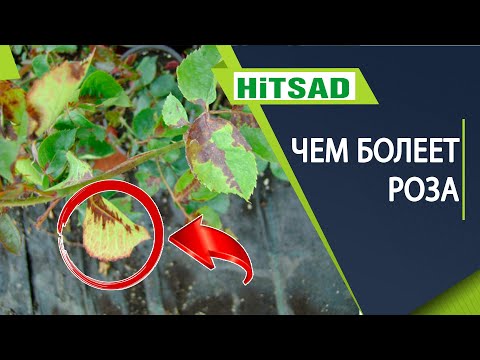 Видео: Чем болеет ваша роза 🌸 Признаки голодания у роз