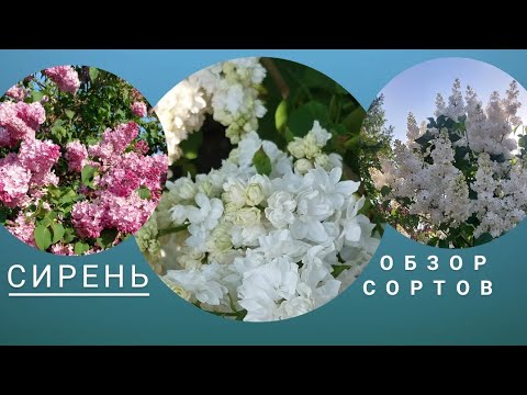 Видео: СОРТА СИРЕНИ в Бот саду при МГУ. Ландшафтный обзор выпуск №2