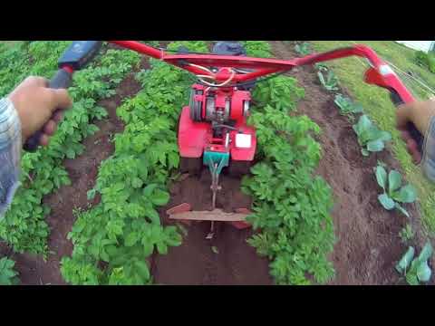 Видео: Окучивание картофеля мотоблоком 2018 год
