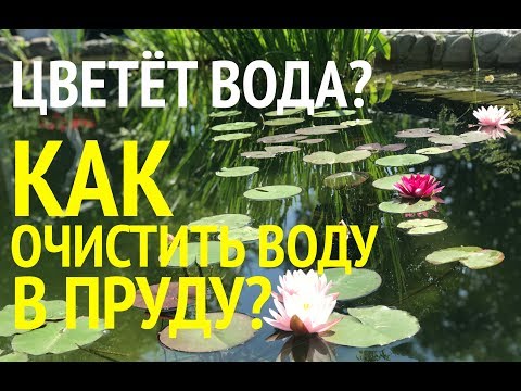 Видео: Цветет вода в пруду? Как очистить воду в пруду. Проверенный метод, который работает