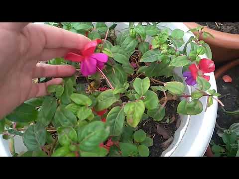 Видео: Зимовка Фуксии. Мои ошибки.