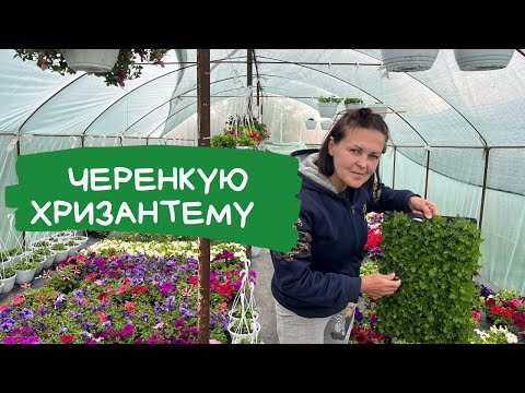Видео: Черенкування хризантеми без укорінювача