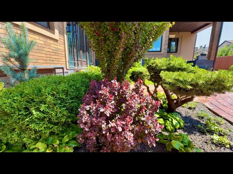 Видео: (ГЕН)ИАЛЬНЫЙ ПОРЯДОК☀️СРЕЗКА ЦВЕТОВ СЕДУМА, МОЛОДИЛО..СТРИЖКА СПИРЕИ “CRISPA”! ПОДМЕТАЛЬНАЯ МАШИНА🧹