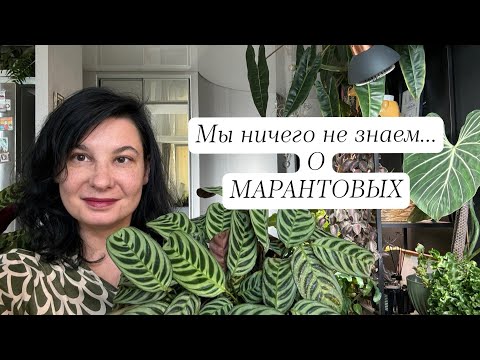 Видео: Мы ничего не знаем о марантовых. Голосуй, если понравилась рубрика