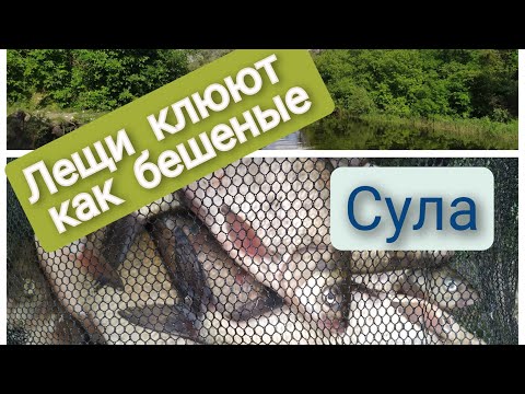 Видео: #Сула. Лещ скатывается  и активно клюет в русле.