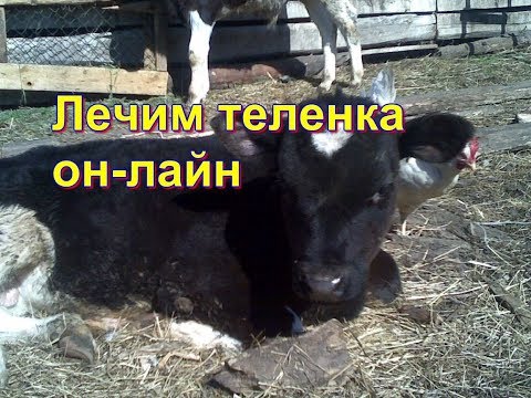 Видео: Как лечить теленка от поноса. Лечим пошагово, день за днем