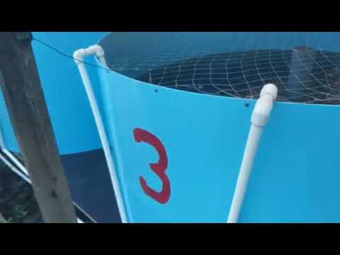 Видео: узв сом в теплице чистая вода,ряска