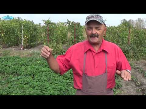 Видео: КАК СОХРАНИТЬ САЖЕНЦЫ КЛУБНИКИ ПРИ ПЕРЕСЫЛКЕ?