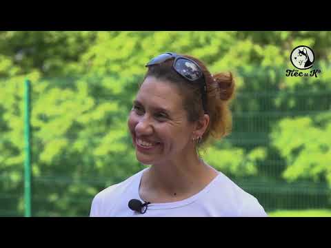 Видео: Такая порода  Австралийский хилер