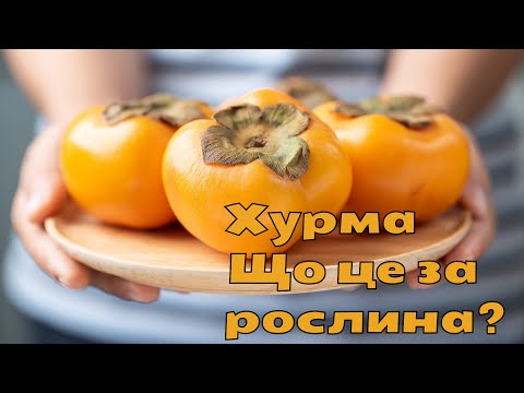 Видео: Хурма ( Diospyros kaki ) Що це за рослина ?