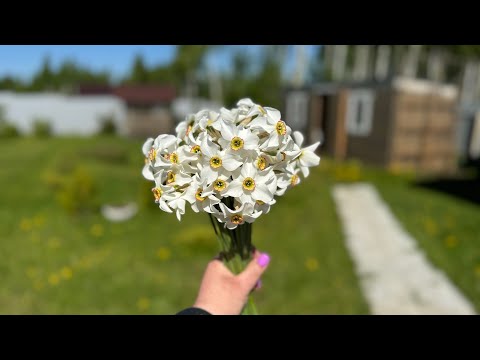 Видео: Мой молодой сад. Еще ничего не растет, но зато много детей!)