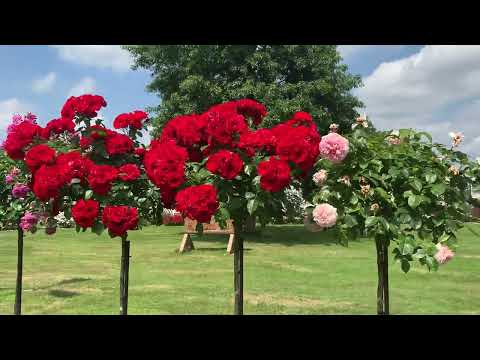 Видео: Съемки  из Германии. Тантау. Лучшие немецкие роза