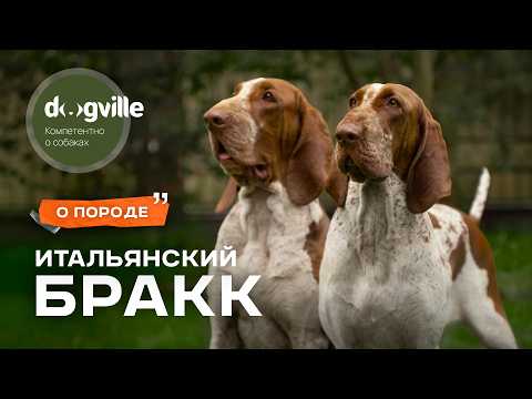 Видео: Итальянские бракки — глазами владельца