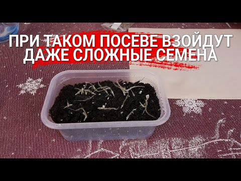 Видео: При таком посеве взойдут даже сложные семена