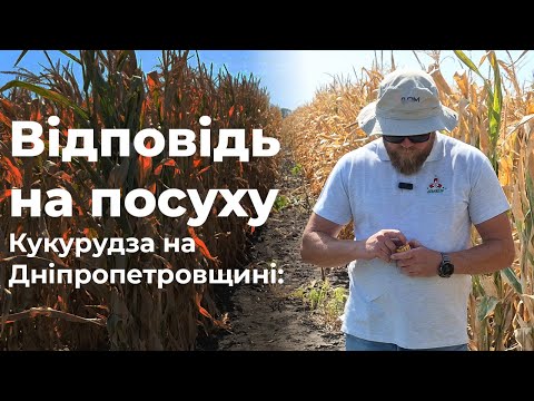 Видео: Кукурудза в умовах посухи на Дніпропетровщині