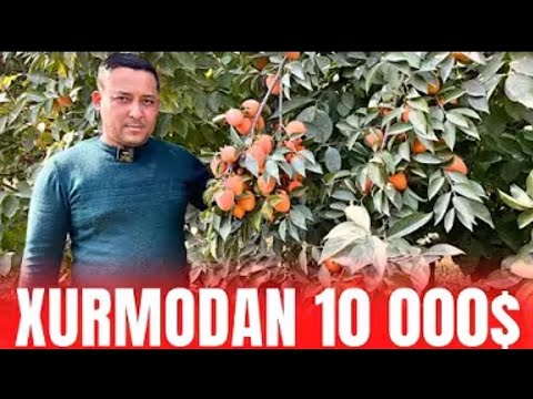 Видео: ХУРМО БОҐЛАРИ АГРАНОМ МАСЛАХАТЛАРИ